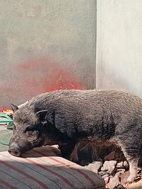 Maialina Tailandese di 4 anni adorabile