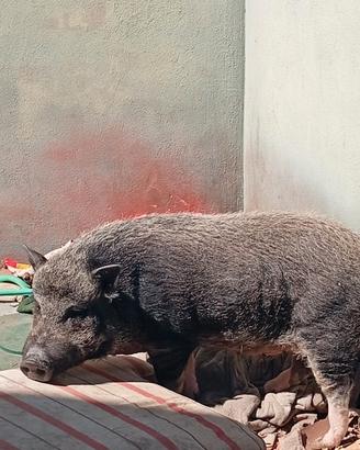 Maialina Tailandese di 4 anni adorabile