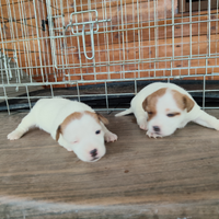 Bellissime Jack Russell