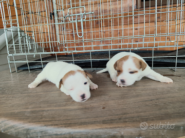 Bellissime Jack Russell