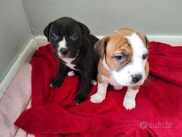 Ukc Pitbull tutte femmine