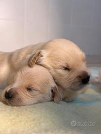 Golden retriver