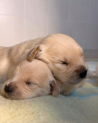 Golden retriver