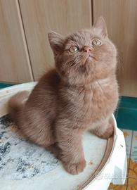 British Shorthair dolcissimi