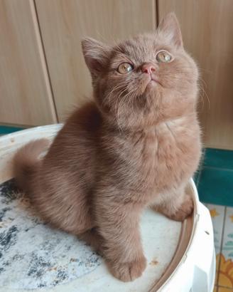 British Shorthair dolcissimi