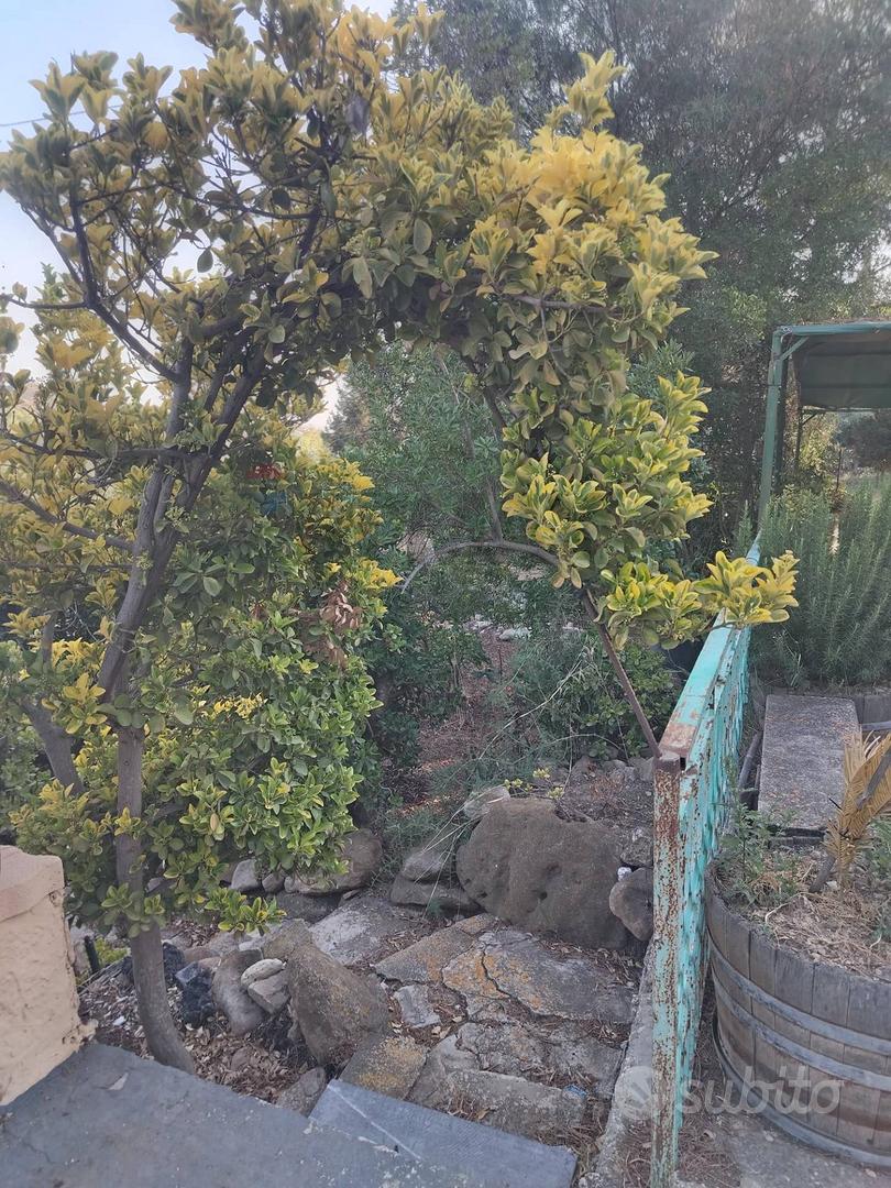 Villa o villino - Caltagirone - Altro