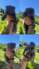 Cucciole scottish fold Blue