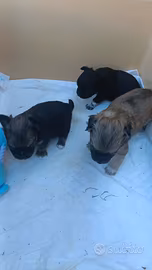 Chihuahua a pelo lungo