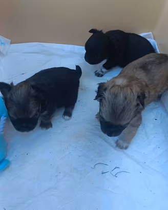 Chihuahua a pelo lungo