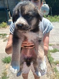 Cuccioli meticci