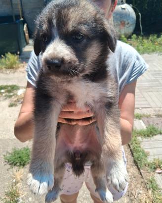 Cuccioli meticci