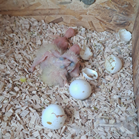 Pulli pappagalli Conuri del Sole