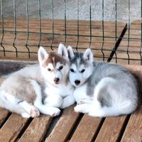 Cucciolo di siberian husky