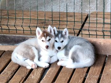 Cucciolo di siberian husky