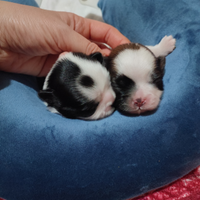 Cucciole di shih Tzu