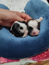 Cucciole di shih Tzu