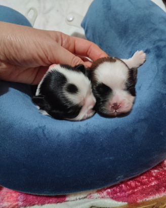 Cucciole di shih Tzu