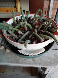 Coda di topo pendente e non pendente