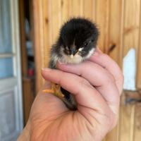 Pulcini di Australorp