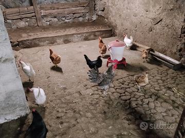 Galline e pulcini