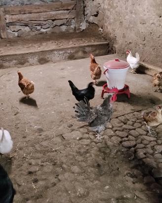 Galline e pulcini
