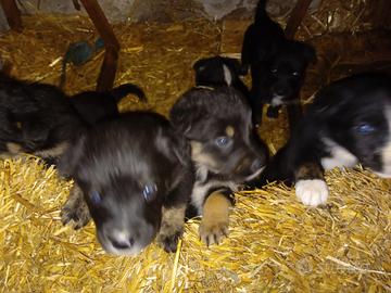 Cuccioli border collie incrocio