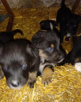 Cuccioli border collie incrocio