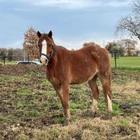 Pony