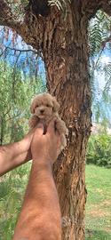 Cuccioli di maltipoo mini toy paga in 12 rate