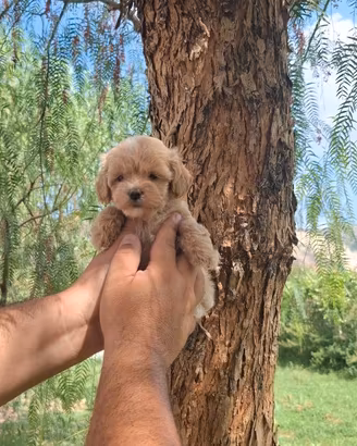 Cuccioli di maltipoo mini toy paga in 12 rate