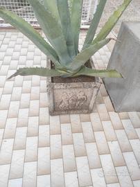 Fioriera pietra Putti vintage + Pianta Agave 