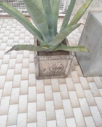 Fioriera pietra Putti vintage + Pianta Agave 