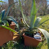 Agave e salice