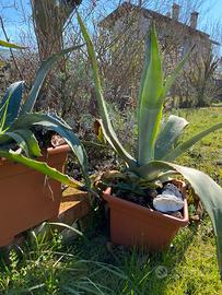 Agave e salice