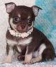 chihuahua-toy-cuccioli-cioccolato-pag-in-12-rate