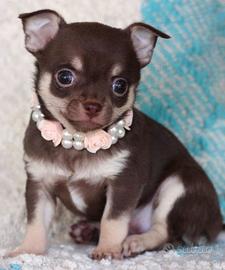 CHIHUAHUA TOY CUCCIOLI CIOCCOLATO - pag in 12 rate