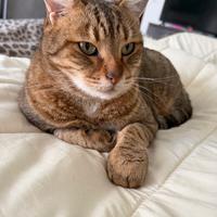 Gatti Maschio e Femmina