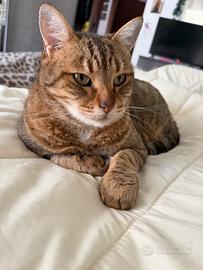 Gatti Maschio e Femmina