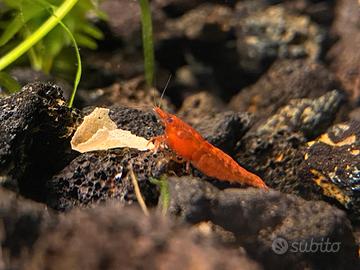 Neocaridine rosse - red cherry