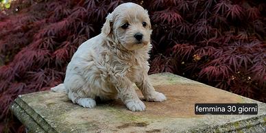 Maltipoo