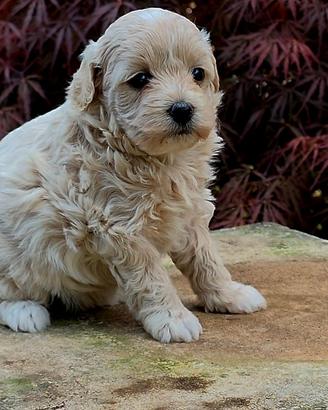 Maltipoo