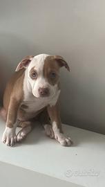 Cucciola pitbull