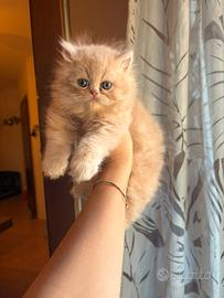 Meraviglioso cucciolo persiano