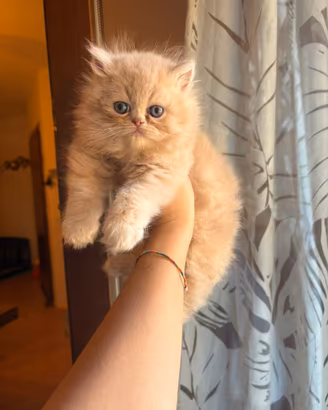 Meraviglioso cucciolo persiano