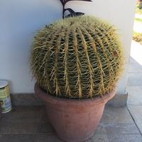 Pianta Echinocactus - cuscino suocera (150cm)