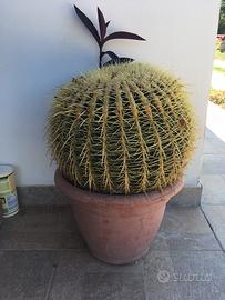 Pianta Echinocactus - cuscino suocera (150cm)