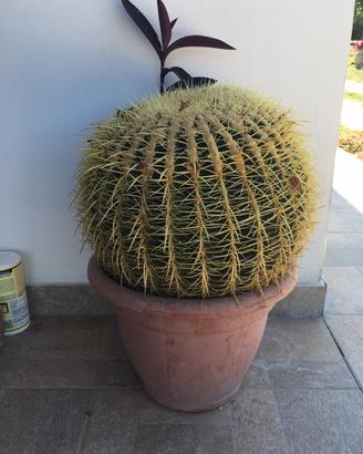 Pianta Echinocactus - cuscino suocera (150cm)
