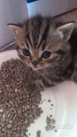 Gatti scottish
