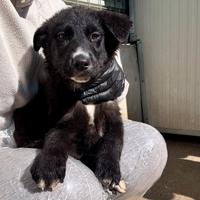 Rolly maschio 2 mesi taglia medio grande