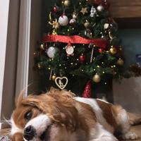 Cavalier king disponibile per monta